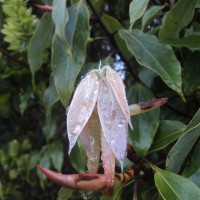 Neolitsea fuscata (Thwaites) Alston